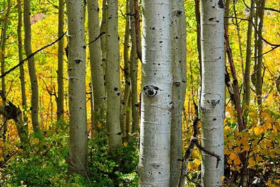 Осина – дерево и древесина – Populus tremula