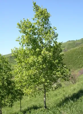 Ня картинки - дерево осина рисунок - Няшки | Garden trees, Natural science  art, Autumn nature