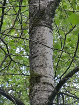 Саженцы осины обыкновенной в Кишиневе, Populus tremula дерево в Молдове |  PLANTE.md