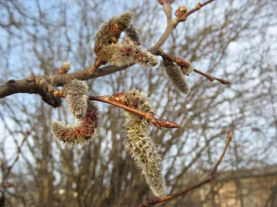 Tremula Populus, дерево осины, европейская осина или дерево дрожа осины  Стоковое Фото - изображение насчитывающей сезон, красно: 135472452