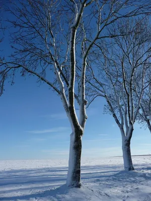 Осина дерево осенью - 59 фото