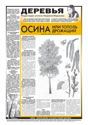 Цветёт осина | looduskalender.ee