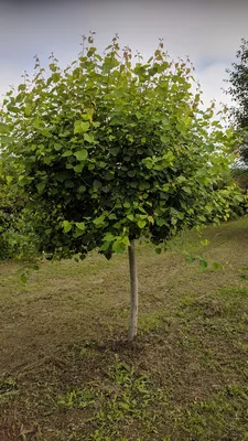 Саженцы осины обыкновенной в Кишиневе, Populus tremula дерево в Молдове |  PLANTE.md