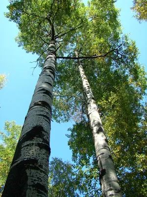 Саженцы Осины обыкновенной (Populus tremula) (ID#1581688748), цена: 65 ₴,  купить на Prom.ua