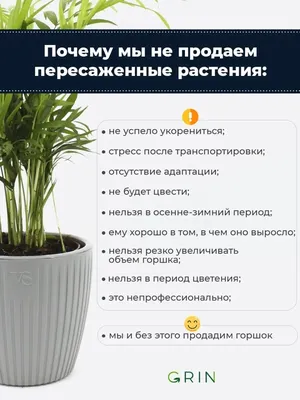 Аихризон - дерево счастья: продажа, цена в Алматы. Горшечные растения от  \"ИП Цветочный Дом\" - 53697337