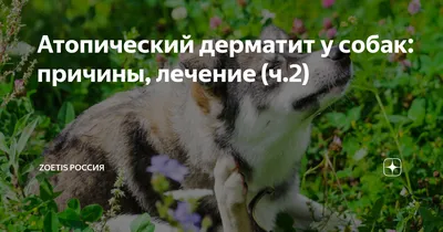 Диагностика атопического дерматита собак – тема научной статьи по  ветеринарным наукам читайте бесплатно текст научно-исследовательской работы  в электронной библиотеке КиберЛенинка