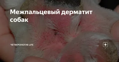 Собака чешется — что делать при сильном зуде у собаки — ProPlan.ru