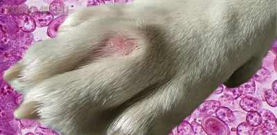 Аллергия на корм у собак - Veterinar-Dermatolog