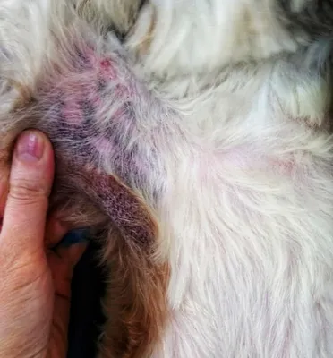 https://petstory.ru/knowledge/dogs/dog-health/dog-prevention/atopicheskiy-dermatit-u-sobak-lechenie-foto-simptomy/