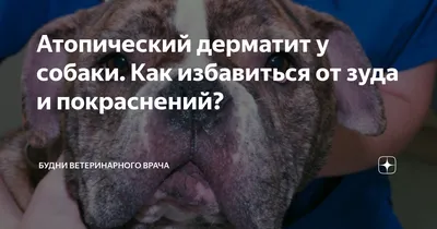 Аллергия на корм у собак - Veterinar-Dermatolog