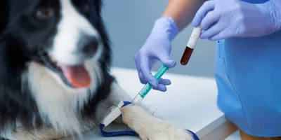 https://petstory.ru/knowledge/dogs/dog-health/dog-prevention/mikrosporiya-u-sobak-foto-lechenie-simptomy/