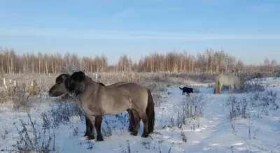 Дикая лошадь в горах: красивые фотографии для скачивания