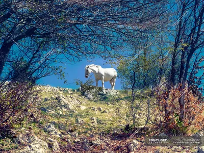 Фотография дикой лошади в полете