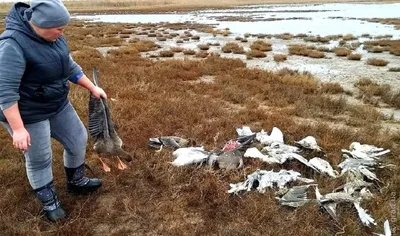 В Днепре дикие птицы устроили \"показ мод\" для фотографа – Новости Днепра.  Свежие Днепропетровские новости и происшествия в Днепре за сегодня на  Depo.ua