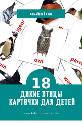 Швейцария 1971 ХИЩНЫЕ ДИКИЕ ПТИЦЫ ХИЩНИК СОКОЛ УТКА ОРНИТОЛОГИЯ ФАУНА ДИКАЯ  ПРИРОДА Mi.960-963** MNH Лот №6538992732 - купить на Crafta.ua