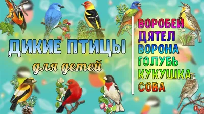 Дикие птицы Средиземного моря - Ассоциация любителей птиц