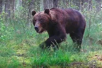 Лэпбук «Дикие животные» во второй младшей группе (2 фото). Воспитателям  детских садов, школьным учителям и педагогам - Маам.ру