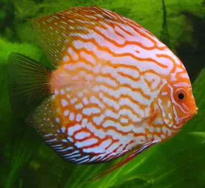 Дискус красная дыня (Discus Red Melon) | Aquarium-Style