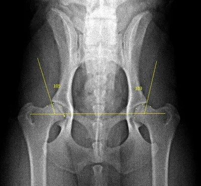 Дисплазия тазобедренных суставов | Цілодобова ветклініка, Суми