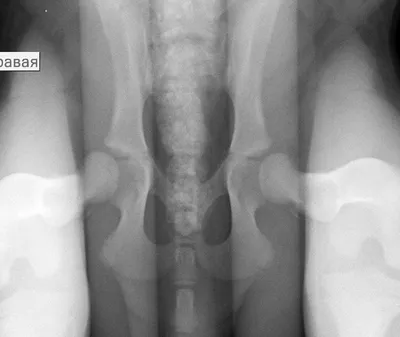 Дисплазия тазобедренных суставов у собак – симптомы и лечение -  Рамблер/женский