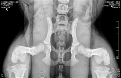 Дисплазия ТБС у собаки | Пикабу
