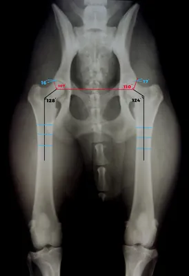 Дисплазия тазобедренных суставов у собак.