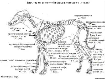 Дисплазия тазобедренного сустава у собак, симптомы, лечение, диагностика и  профилактика - Питомцы Mail.ru