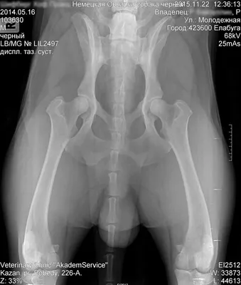 Рентгендиагностика на дисплазию Диагностический центр Ветклиника