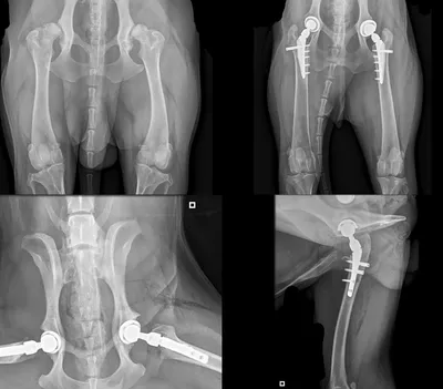 Дисплазия тбс у собак диагностика и лечение в ветцентре Воронцова