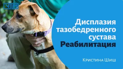 Дисплазия тазобедренного сустава