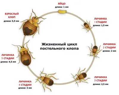 Как быстро размножаются клопы в доме и что им в этом помогает