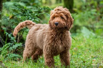 Дизайнерские собаки Crossbreed гибридное коллекция дворняжек смеси  изолированное на белом. Плоский набор собаки Clipart стиля Иллюстрация  вектора - иллюстрации насчитывающей собачий, изолировано: 196702695