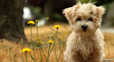 Дизайнерские собаки, Crossbreed, гибридное собрание дворняжек смешивания  изолированное на белизне Плоский набор Clipart стиля Иллюстрация вектора -  иллюстрации насчитывающей собрание, щедрот: 150885732