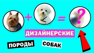 9 странных дизайнерских пород собак | MAXIM