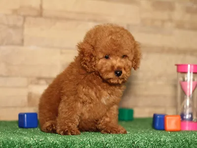 Как выбрать щенка Maltipoo?