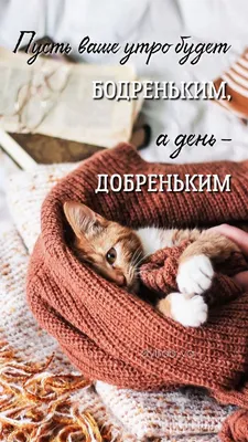 Утро/🐱/День | Доброе утро, Розовые орхидеи, Смешные поздравительные  открытки