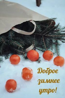 ДОБРОЕ ДЕКАБРЬСКОЕ УТРО #С НАЧАЛОМ ЗИМЫ #❄️🌲❄️🌲❄️🌲# | TikTok