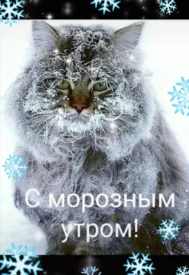 🌬️☃️🐾😾🐾☃️❄️ Зимнее морозное Утро! | Доброе утро, Смешные открытки,  Веселые картинки