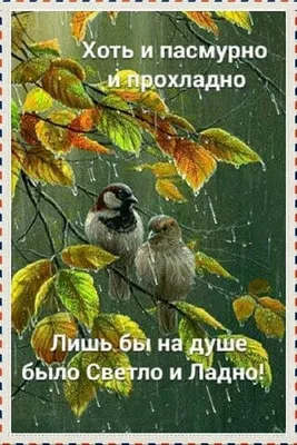 Доброе утро! Пасмурное, дождливое, но для меня всё равно прекрасное!☔😊 Я  люблю осень💛🍁 🍃🍂 И я нахожу её даже.. | ВКонтакте