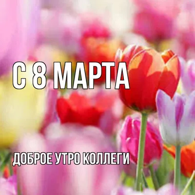 Mary Flowers Aspromonte - Всем доброе утро ☀️ Только пришли в себя после  прекрасного праздника 🌷8 Марта🌷 Дорогие девушки, женщины❤️ хотим пожелать  вам жить в гармонии с собой,добиваться всех поставленных целей, любить