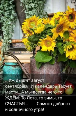 Август! 🍃🌻 🍏🌸🍎 🌻🍃 | Доброе утро, Цитаты про лето, Утренние цитаты