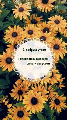 Доброе утро, друзья! А за окном АВГУСТ! 🌻🌻🌻 Желаем всем нам хорошей  погоды и много теплых и солнечных.. | ВКонтакте