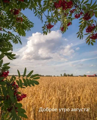 Август на дворе, четверг-на пороге😊 Доброе утро!🌅 Фото Анны Петрушиной. |  ВКонтакте