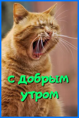 Пин от пользователя Натали Григерман на доске А Доброе утро,  привет,благословение, хорошего дня | Христианские картинки, Священные  писания, Библейские цитаты