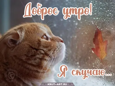 Доброе утро! #дождь#хорошего настроения | TikTok