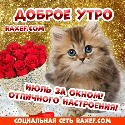 Стихи! Доброе июльское утро! Открытки с котятами! Котята, котики! С добрым  утром, друзья! Отличного июля! Стихотворение июльское! В… | Котята,  Открытки, Доброе утро