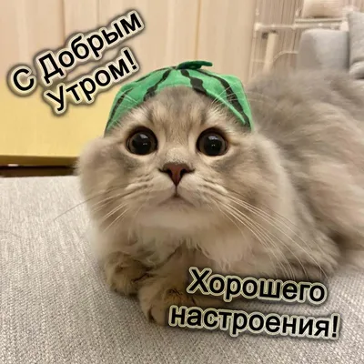 Прикольные картинки \"С Добрым Утром!\" (254 шт.)