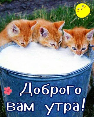 ЛЕТНЕЕ 🐾😽💗😸🐾 УТРО ДОБРОЕ! | Объятия животных, Иллюстрации кошек,  Забавные зверюшки