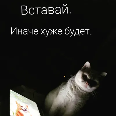 Доброе утро, Котики | Пикабу