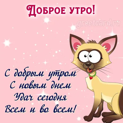 Доброе утро! ☀🐱 ☘️ Наслаждаемся летом 🥰 #утро #доброеутро #выходные #котик  #утреннийкофе #началодня #интернетярославль #интернет #atel… | Instagram